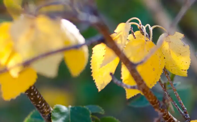 Common Reasons For Rose Leaves Turning Yellow