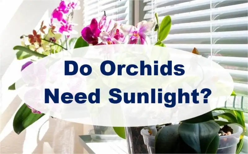 Do Orchids Need Sunlight