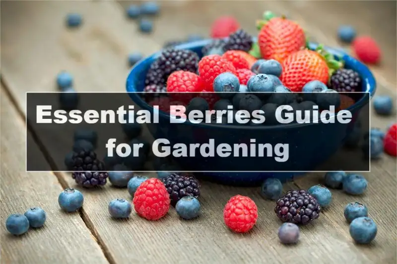 Essential Berries Guide for Gardening