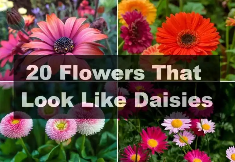 Flowers That Look Like Daisies