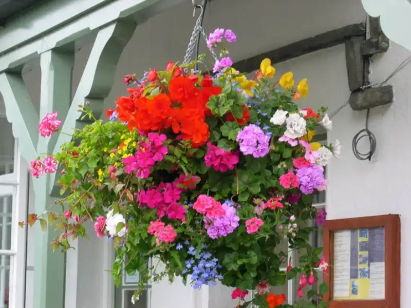 Good Reasons for Hanging Baskets in the Shade