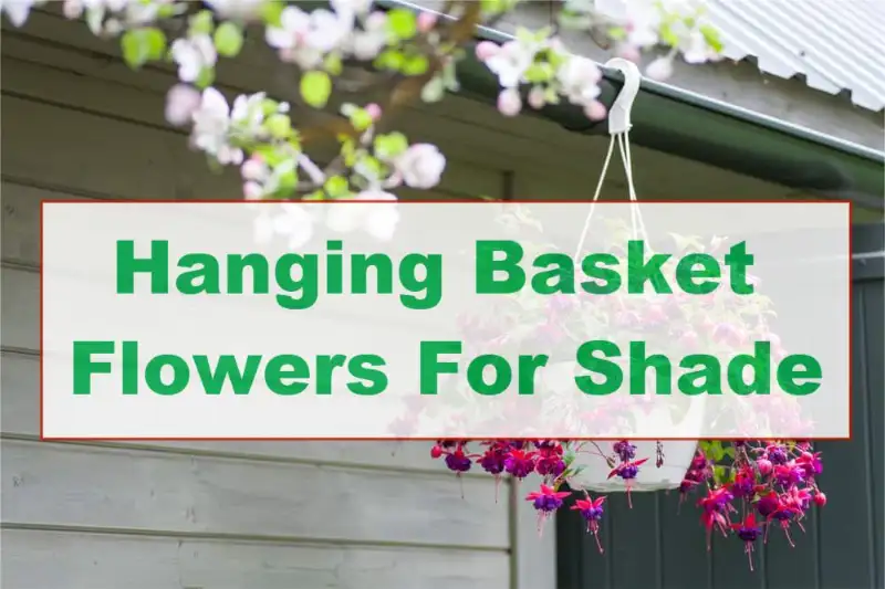 Hanging Basket Flowers For Shade