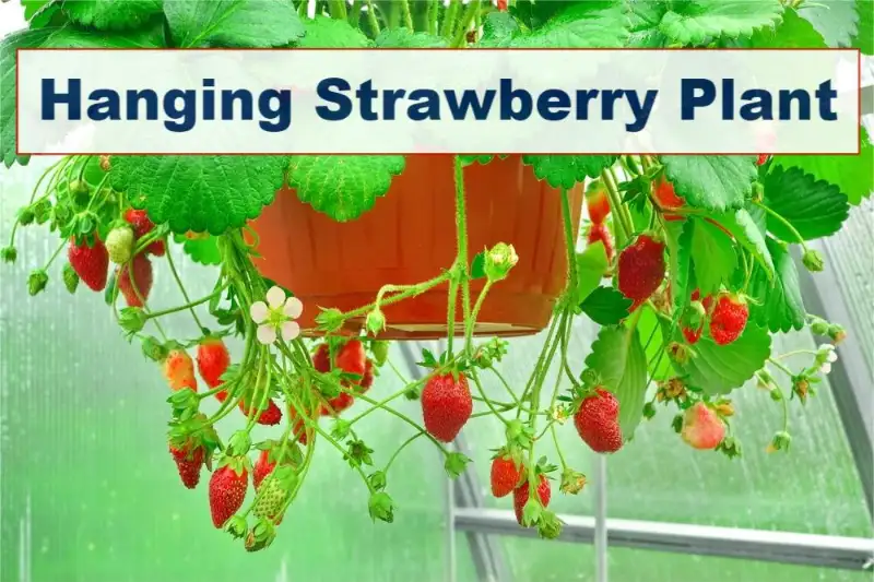 hanging strawberry plant