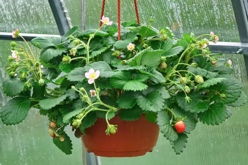 How To Grow Hanging Strawberries