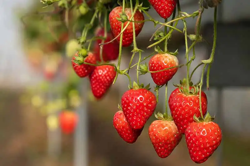 How to Care for Hanging Strawberry Plant