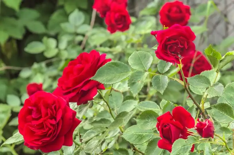 How to Fix Yellowing Rose Leaves