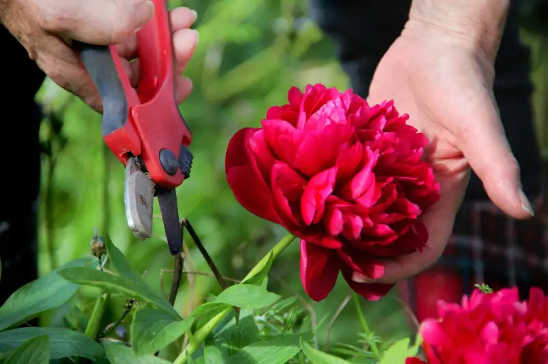 How to Prune Peonies Successfully