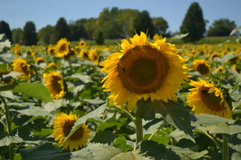 Introduction of Perennial Sunflowers