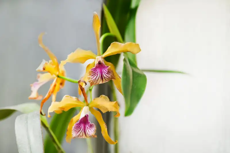 Laelia Orchids