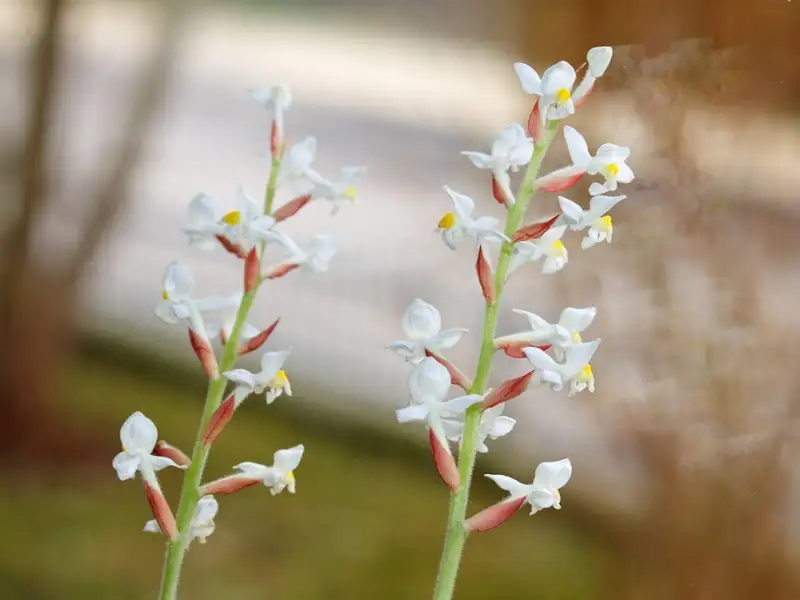 Ludisia Orchids