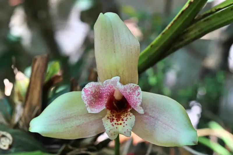 Lycaste Orchids