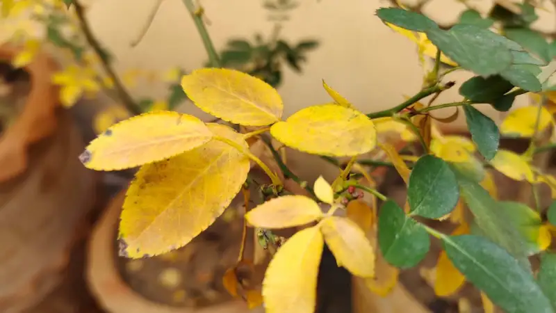 Preventing Rose Leaves from Turning Yellow