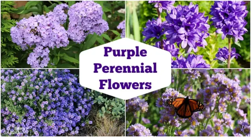Purple Perennials