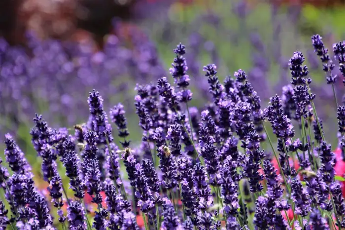 20 Popular Types Of Lavender: Choose The PERFECT Cultivar