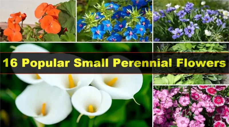 Small Perennial Flowers