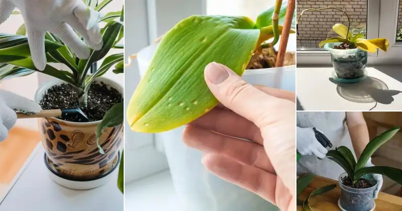Solutions for Orchid Leaves Turning Yellow