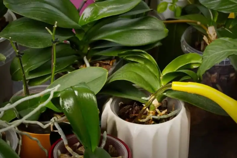 Causes for Orchid Leaves Turning Yellow
