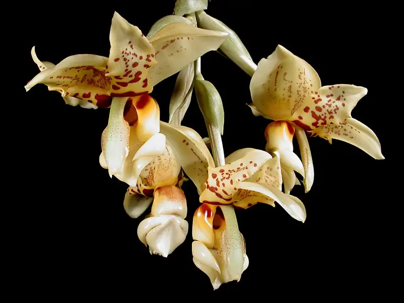 Stanhopea orchids