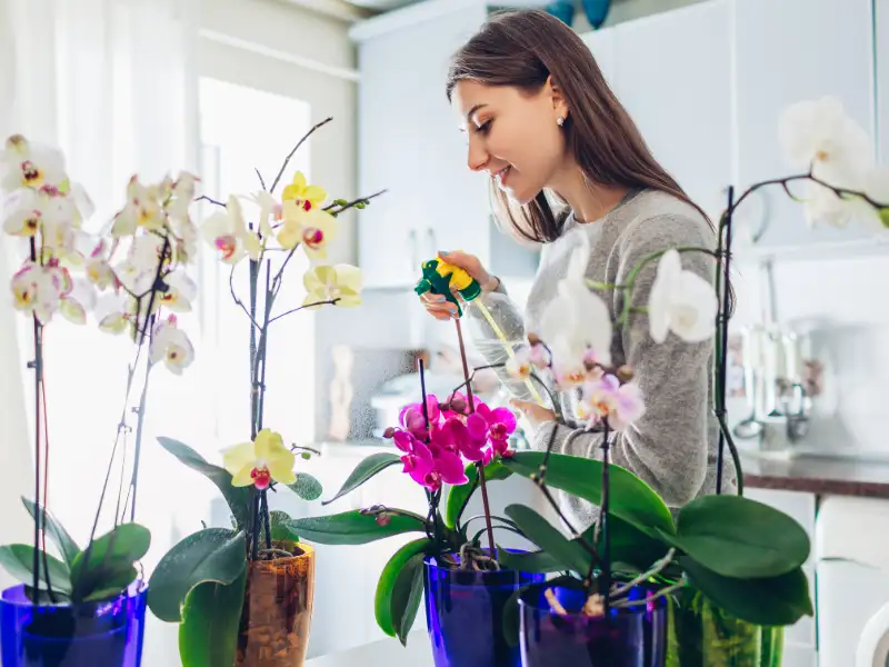 Steps to Check If Orchids Are Getting Enough Light