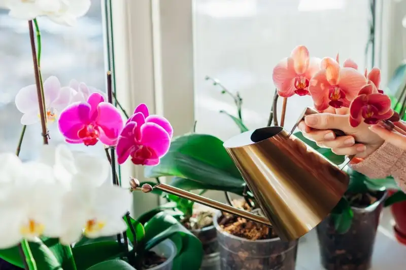 Sunlight Requirements for Growing Orchids