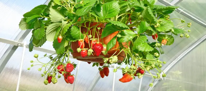 Supplies for Growing Strawberries in Hanging Pots
