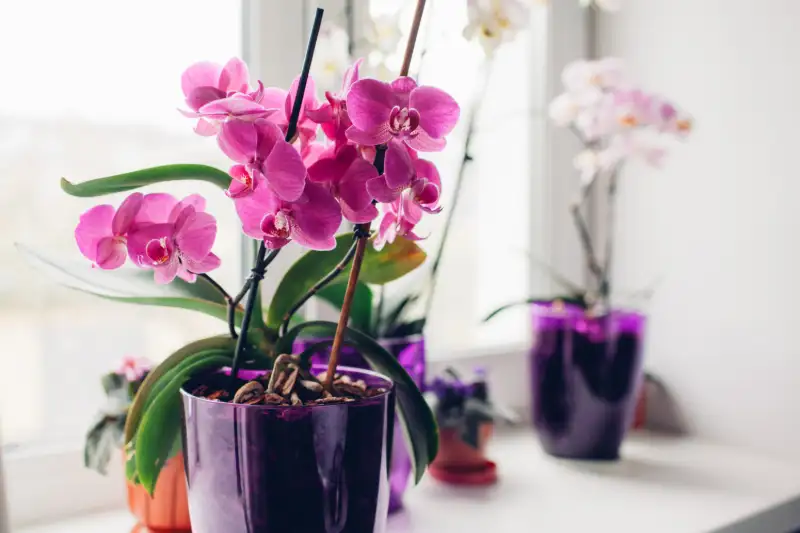 Tips to Prevent Sunburn in Orchids
