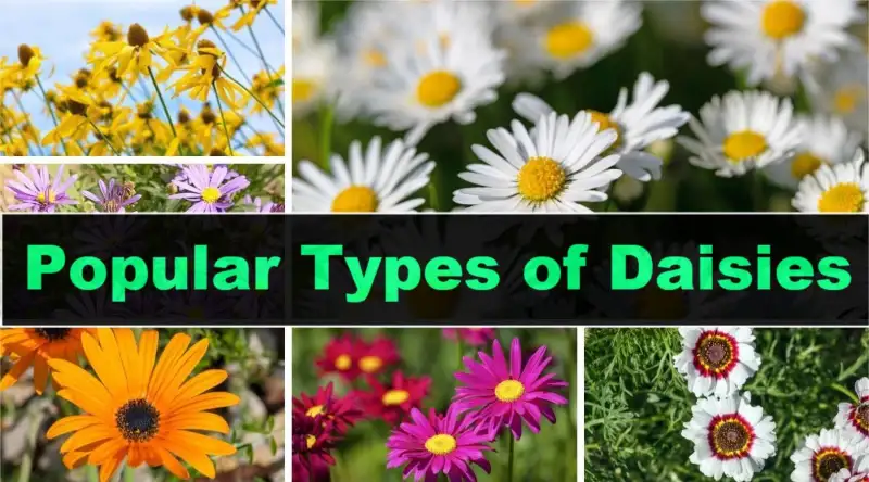Types Of Daisies