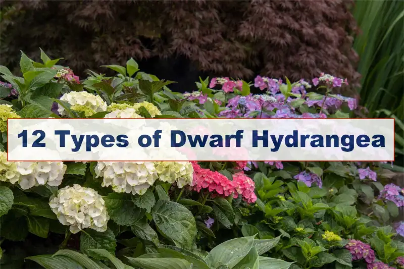Dwarf Hydrangea