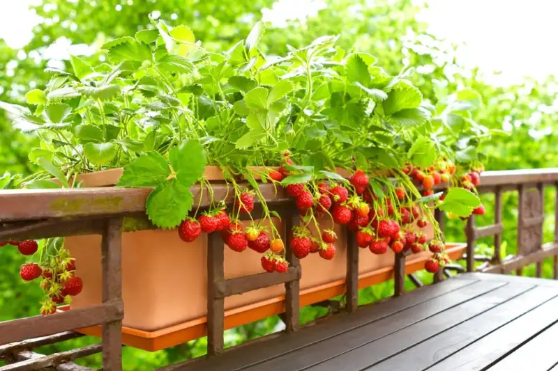 Types of Strawberries to Grow In Pots and Baskets
