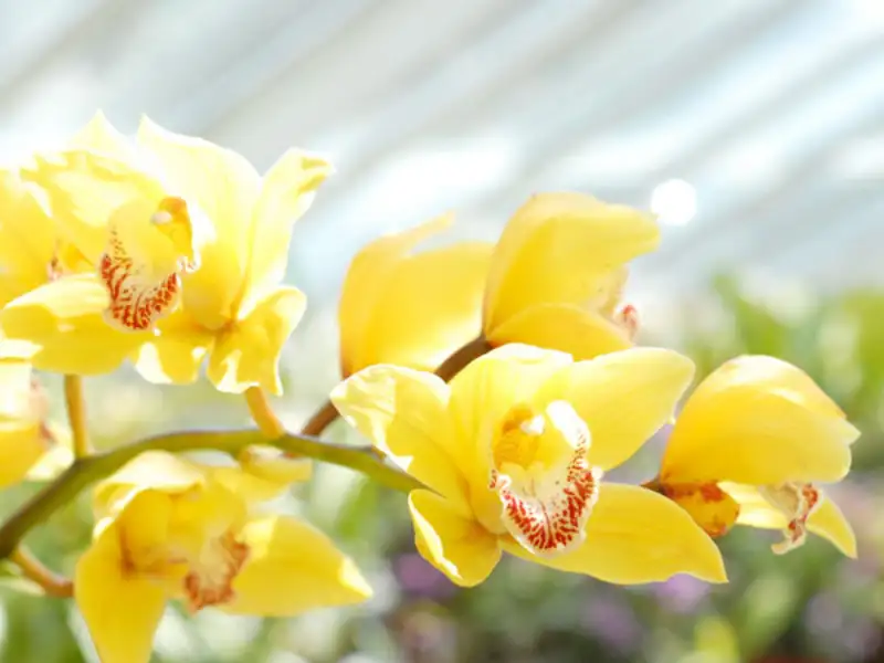 What Happens When Orchids Get Insufficient Sunlight