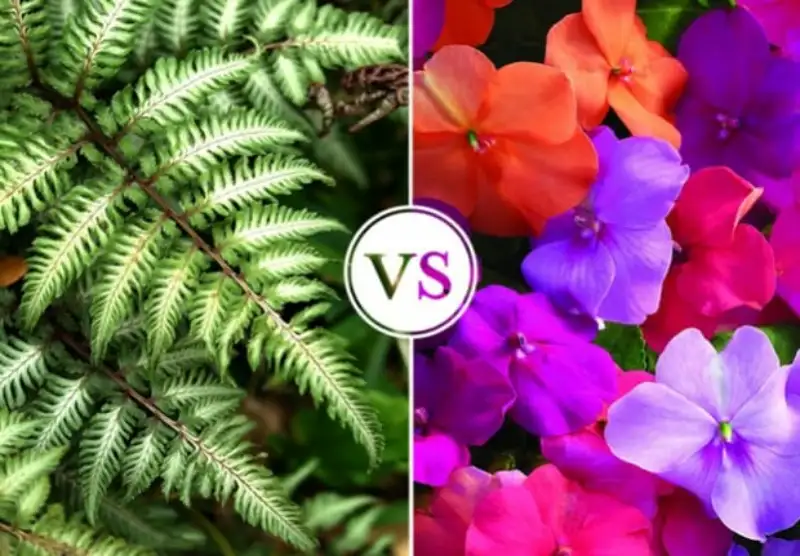 What are annuals vs perennials