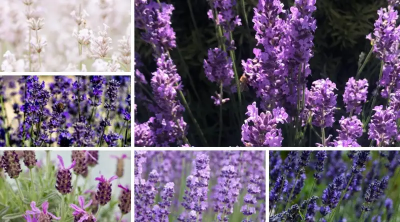 What are the 5 Main Types of Lavender