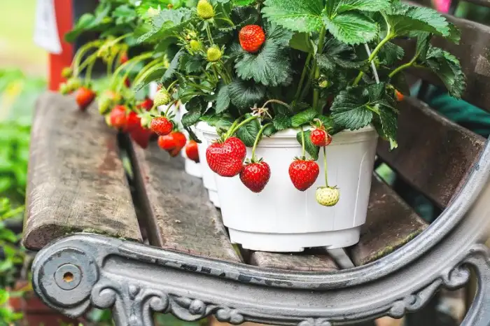 What are the Best Containers for Hanging Strawberry Plant