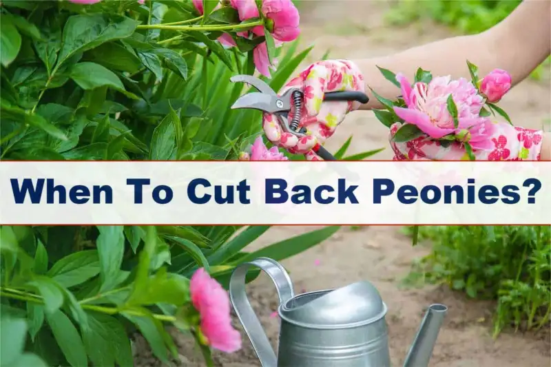 When To Cut Back Peonies