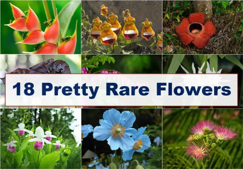 rare flowers