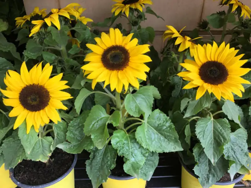 Background of Dwarf Sunflowers