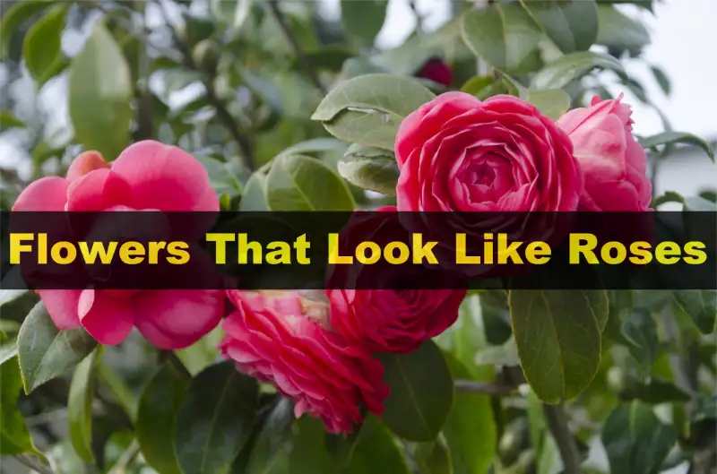 Flowers That Look Like Roses