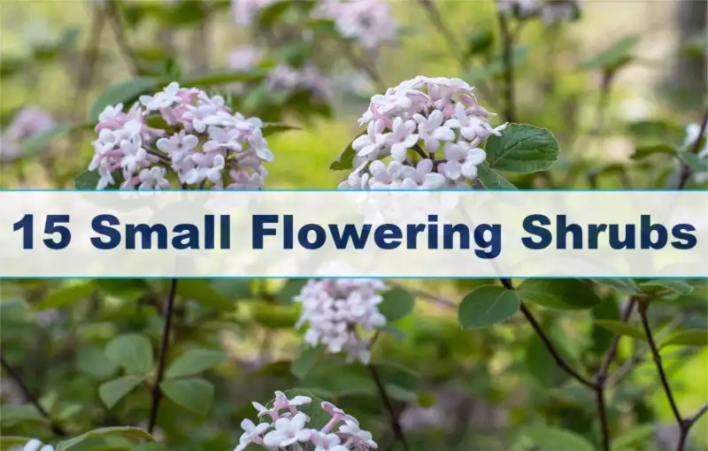 Small Flowering Shrubs