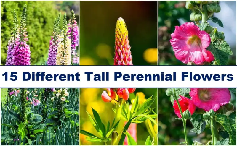 Tall Perennial Flowers