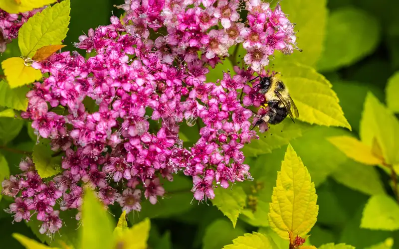 What Are The Benefits of Small Shrubs In Your Garden