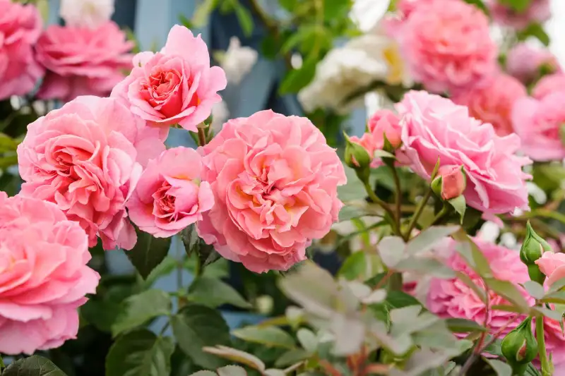 What is the secret to growing roses