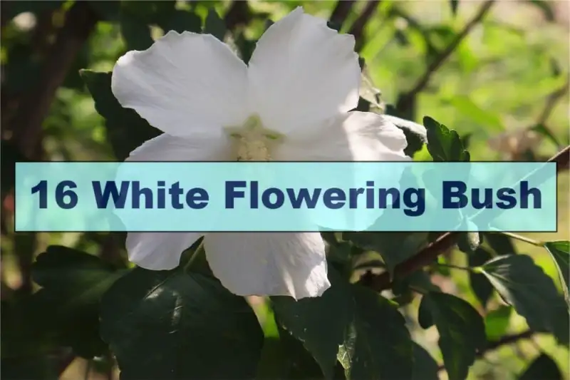 White Flowering Bush