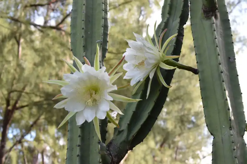 Night Blooming Cactus
