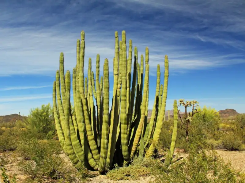 Organ-Pipe Cactus