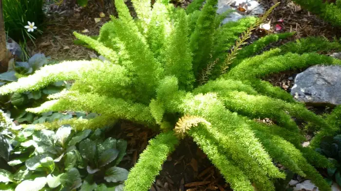 Best Tips to Care Foxtail Fern