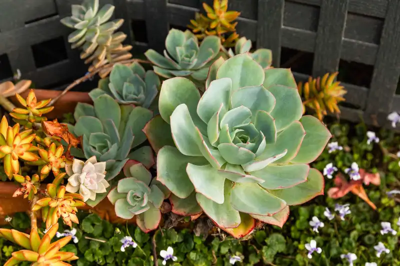 Best Tips to Increase the Lifespan of Succulents 