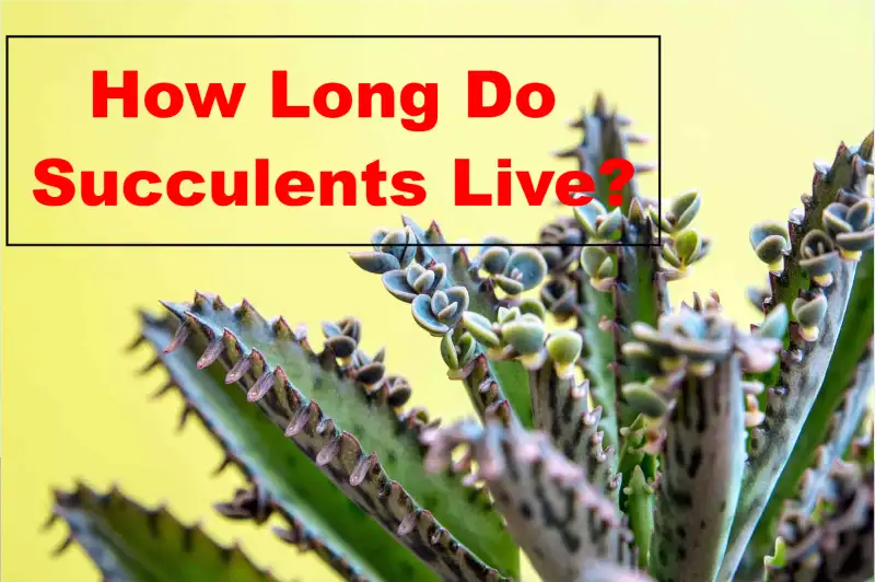 How Long Do Succulents Live