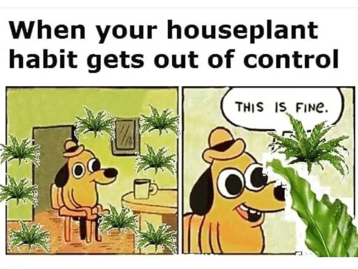 Indoor Succulents Lifespan 