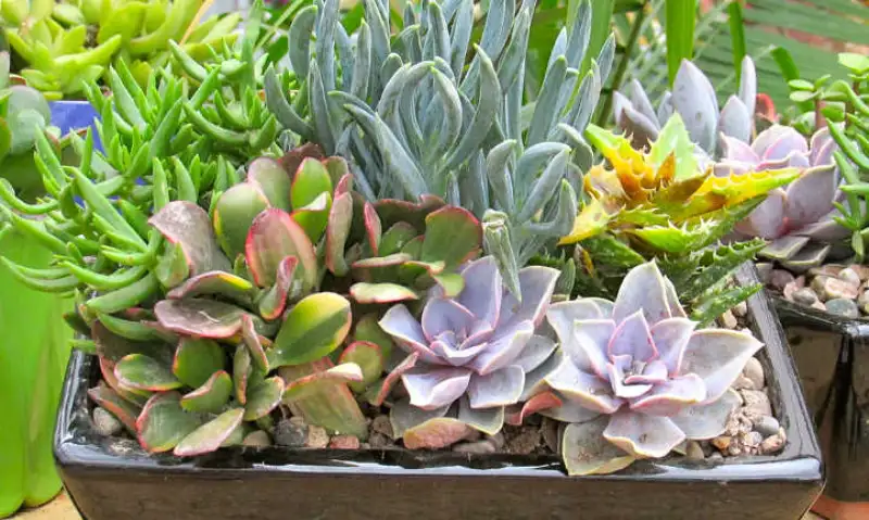 Understanding the Growth of Succulents
