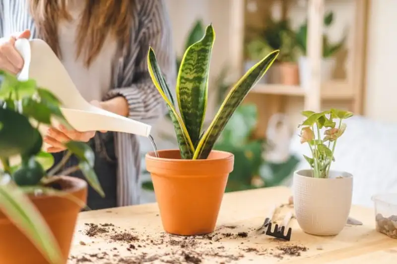 Care and Protect Outside Snake Plant 